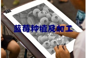 制約我國藍莓行業(yè)因素與市場化程度分析（附報告目錄）